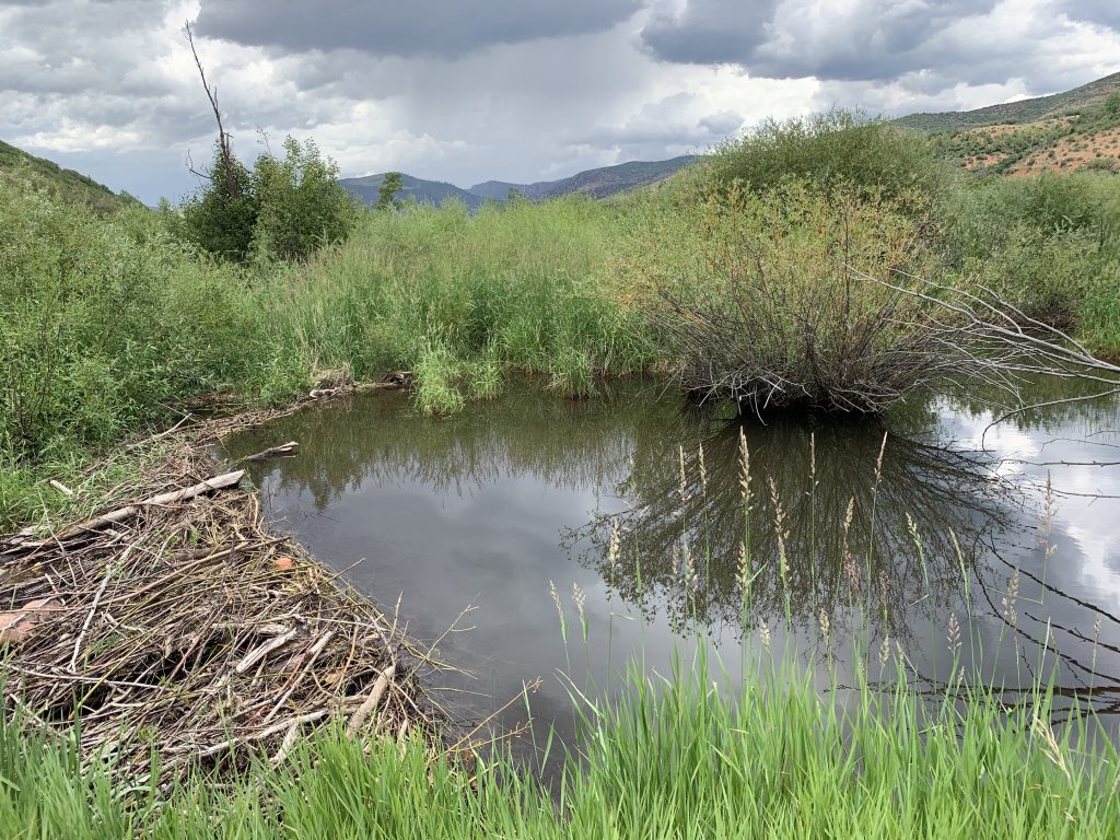 Aspen Journalism: Pitkin County aims to bring back beavers; Healthy Rivers funding inventory, public-awareness campaign - Vimarsana News